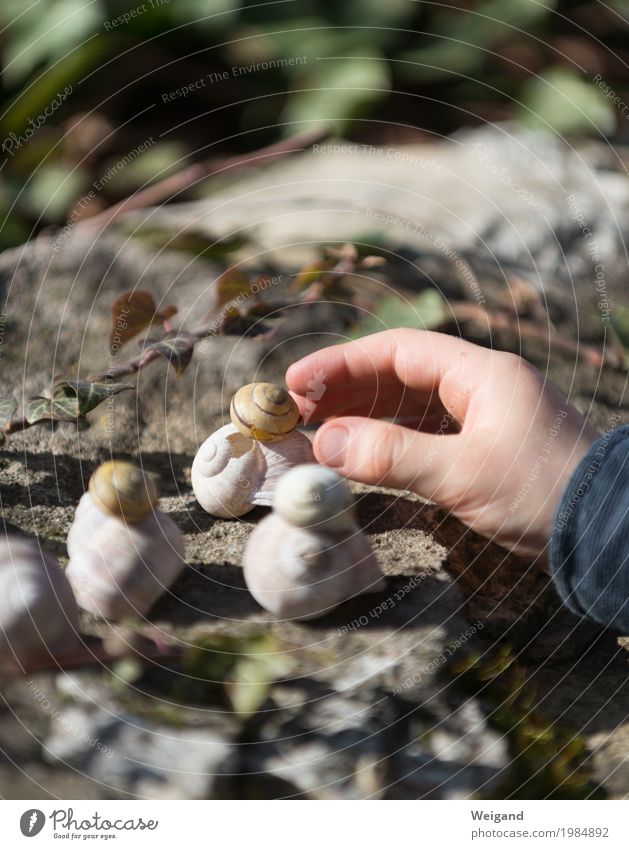 Zeitgreifer Kindererziehung Kindergarten lernen Kleinkind Hand Finger Schnecke wählen Erholung einfach braun Tatkraft Akzeptanz Vertrauen Gelassenheit geduldig