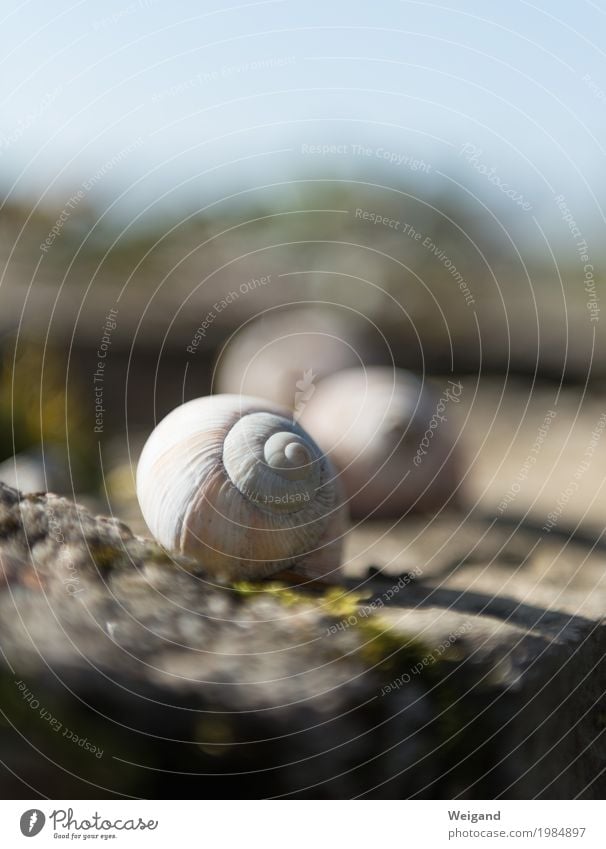 Schneckenhaus elegant Verantwortung achtsam Wachsamkeit Freundlichkeit gewissenhaft Vorsicht Gelassenheit geduldig ruhig Selbstbeherrschung Spiritualität