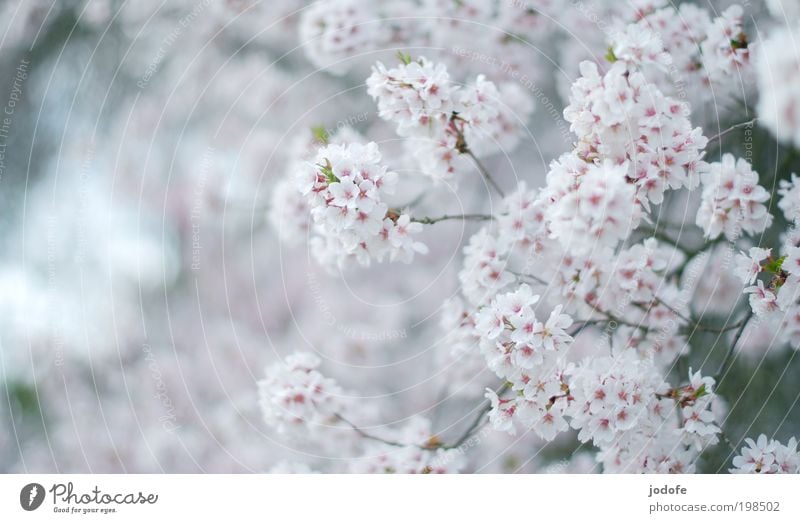 Baumblüte Umwelt Natur Pflanze Schönes Wetter Blüte Wiese Feld Duft rosa weiß baumblüte Kirschblüten Apfelblüte nutzbaum Nutzpflanze Blühend Frühling