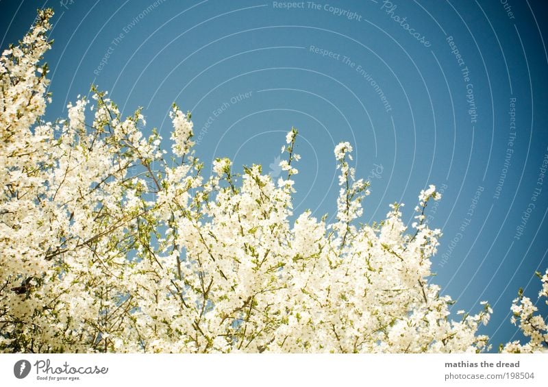 BAUMBLÜTENFEST Umwelt Natur Landschaft Pflanze Himmel Wolkenloser Himmel Frühling Schönes Wetter Baum Blüte Grünpflanze Wildpflanze Wiese Feld Blühend verblüht