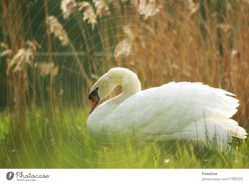 Schönheit Umwelt Natur Landschaft Pflanze Tier Frühling Sommer Klima Wetter Schönes Wetter Wärme Gras Wiese Seeufer Teich Bach Wildtier Vogel Schwan Tiergesicht