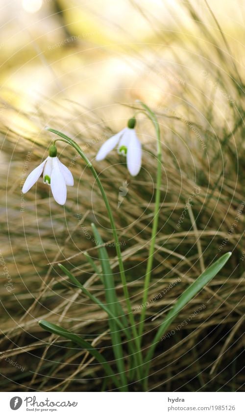 Zwei Schneeglöckchen vor Gras Garten Natur Pflanze Frühling Winter Blume Blüte Dünengras Winterblume Wiese Blühend dehydrieren Wachstum klein natürlich weiß