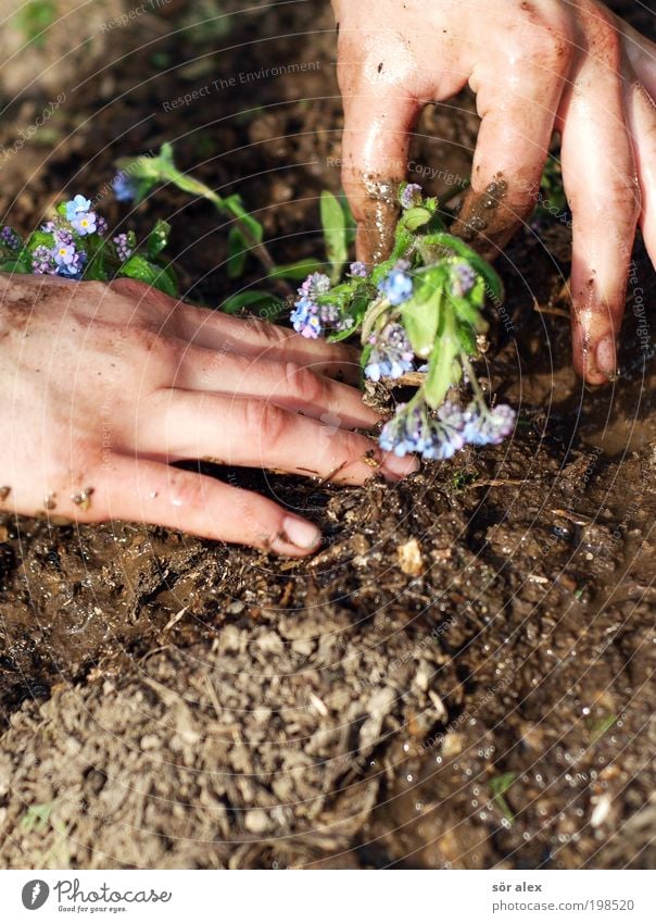 Vergissmeinnicht Hand Erde Frühling Pflanze Blume Vergißmeinnicht Garten Arbeit & Erwerbstätigkeit Blühend Wachstum schön blau braun grün ruhig Beginn