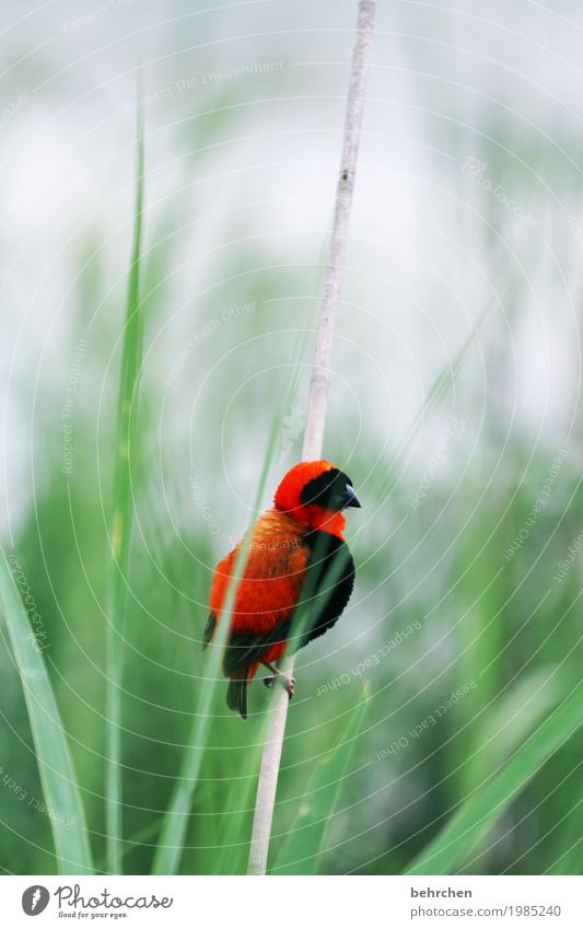 der frühe vogel... Ferien & Urlaub & Reisen Tourismus Ausflug Abenteuer Ferne Freiheit Safari Natur Pflanze Tier Schilfrohr Südafrika Wildtier Vogel Tiergesicht