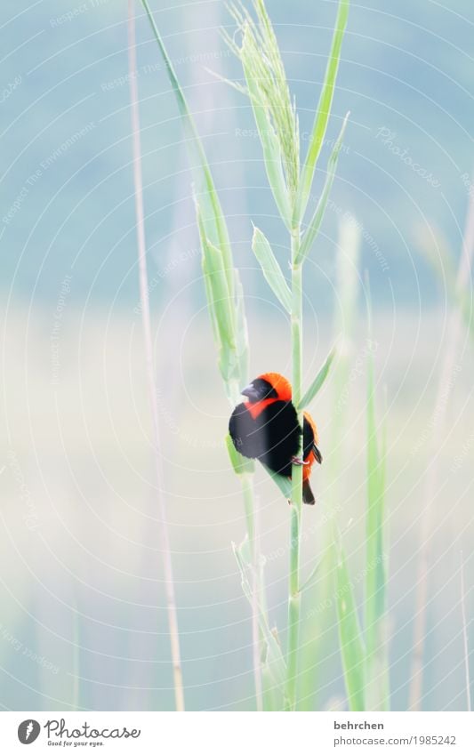 auch schilfbewohner;) Ferien & Urlaub & Reisen Tourismus Ausflug Abenteuer Ferne Freiheit Safari Natur Pflanze Tier Gras Südafrika Wildtier Vogel Tiergesicht