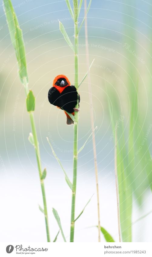 herzig Ferien & Urlaub & Reisen Tourismus Ausflug Abenteuer Ferne Freiheit Natur Pflanze Tier Blatt Seeufer pilanesberg nationalpark Südafrika Wildtier Vogel