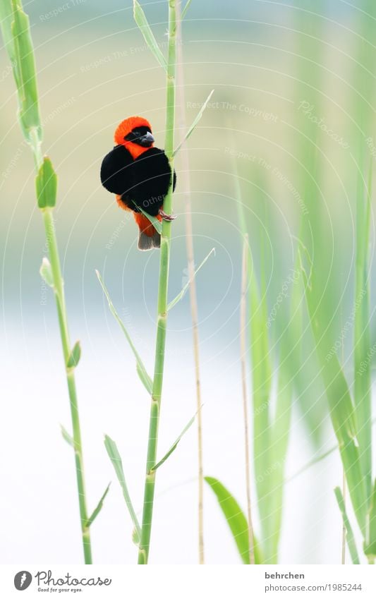 musik | vogelgezwitscher Ferien & Urlaub & Reisen Tourismus Ausflug Abenteuer Ferne Freiheit Safari Natur Pflanze Tier Blatt Schilfrohr Südafrika Wildtier Vogel