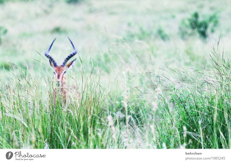 siehst du mich? Ferien & Urlaub & Reisen Tourismus Ausflug Abenteuer Ferne Freiheit Safari Natur Pflanze Tier Gras Blatt Park Südafrika Wildtier Tiergesicht