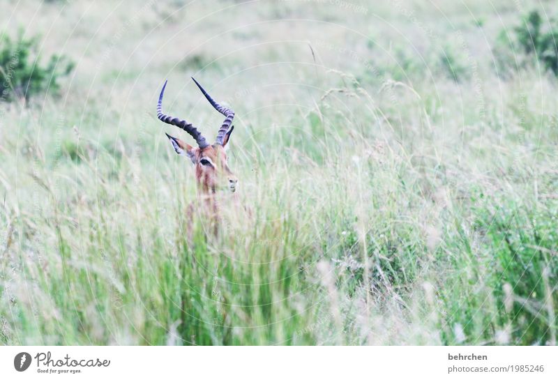 versteckt Ferien & Urlaub & Reisen Tourismus Ausflug Abenteuer Ferne Freiheit Safari Natur Pflanze Tier Gras Südafrika Wildtier Tiergesicht Fell impala Horn 1