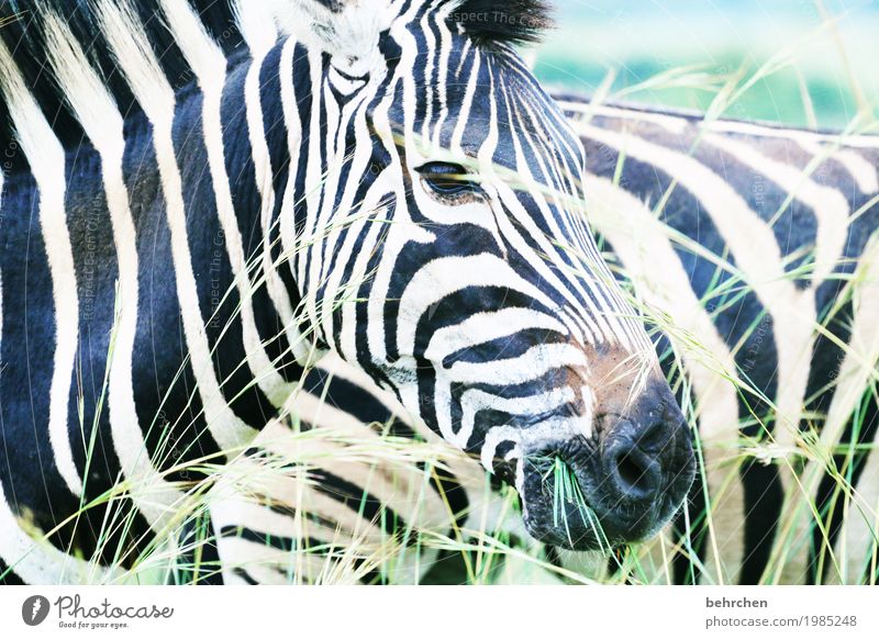 streifig Ferien & Urlaub & Reisen Tourismus Ausflug Abenteuer Ferne Freiheit Safari Natur Pflanze Tier Gras Wildtier Tiergesicht Fell Zebra 2 beobachten Fressen