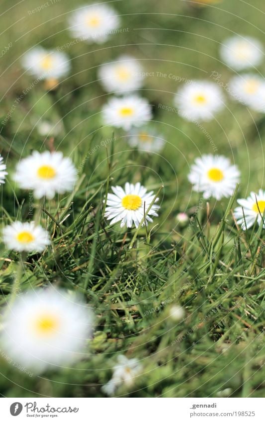 Anton Umwelt Natur Landschaft Pflanze Erde Klima Schönes Wetter Blume Gras Blüte Grünpflanze Gänseblümchen Blumenwiese Wiese Wiesenblume gold grün weiß Gefühle