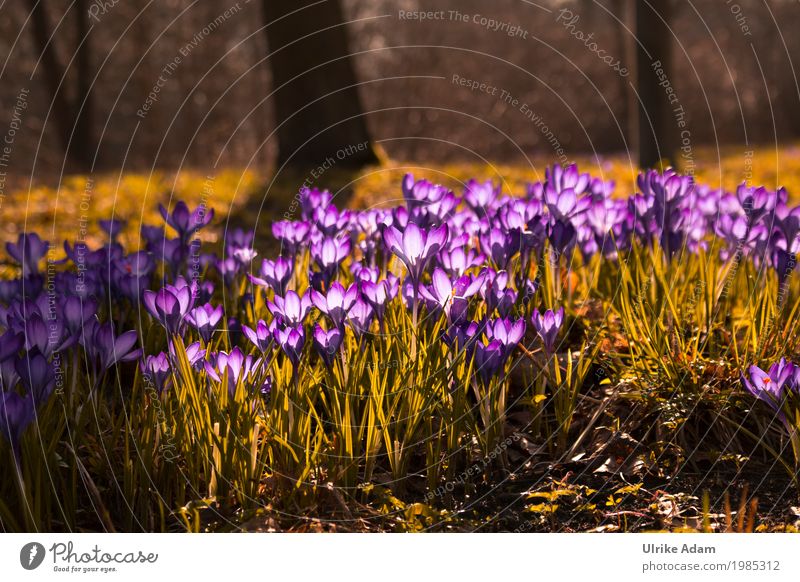 Lila Krokusse (Crocus) - Licht durchflutet Kunst Natur Pflanze Sonnenlicht Frühling Schönes Wetter Baum Blume Gras Blatt Blüte Wildpflanze Garten Park Wiese