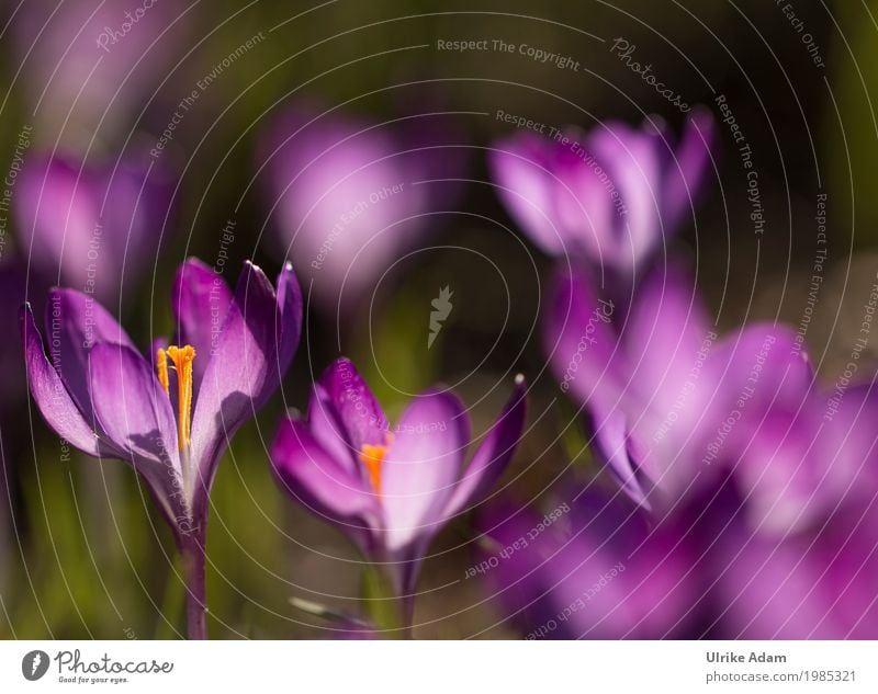 Lila Krokusse (Crocus) - Licht durchflutet Ostern Natur Pflanze Sonnenlicht Frühling Schönes Wetter Blume Blüte Wildpflanze Topfpflanze Blütenstempel Garten