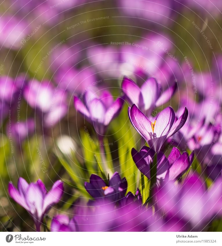 Lila Krokusse (Crocus) - Licht durchflutet Stil Design einrichten Dekoration & Verzierung Tapete Bild Postkarte Ostern Natur Pflanze Sonnenlicht Frühling