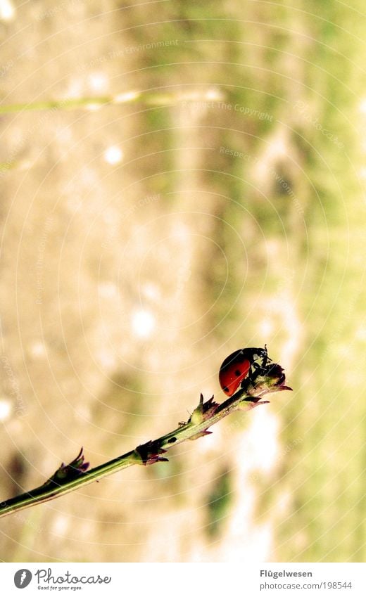 Die Welt mit anderen Augen sehn Freizeit & Hobby Umwelt Natur Landschaft Pflanze Tier Klima Wetter Wiese Käfer beobachten außergewöhnlich Kraft bedrohlich