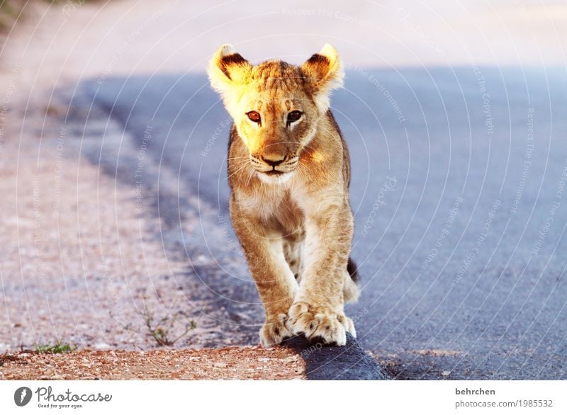 süß | noch!! Ferien & Urlaub & Reisen Tourismus Ausflug Abenteuer Ferne Freiheit Safari Südafrika Wildtier Tiergesicht Fell Pfote Löwe Ohr Auge 1 Tierjunges