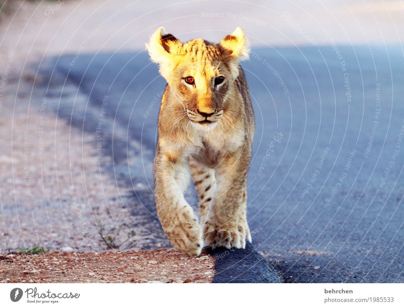 little king Ferien & Urlaub & Reisen Tourismus Ausflug Abenteuer Ferne Freiheit Safari addo elephant nationalpark Südafrika Wildtier Tiergesicht Fell Pfote Löwe