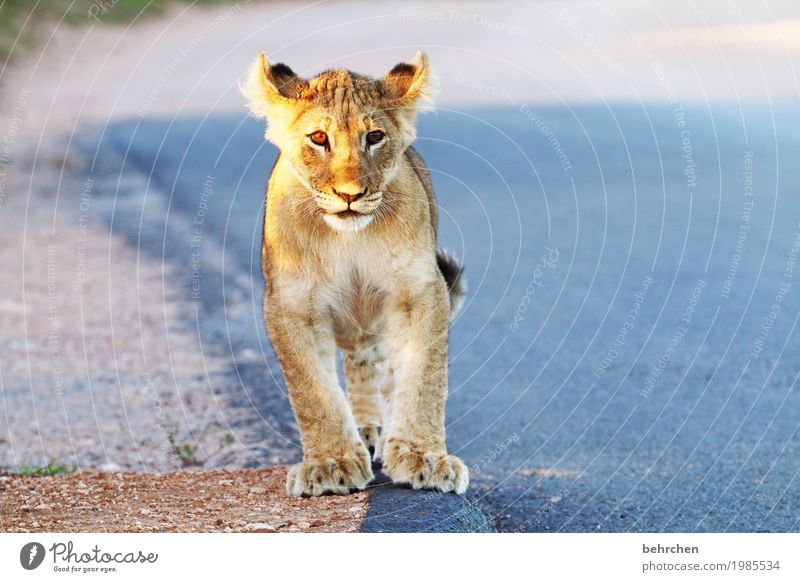 kleines kätzchen mit großen tätzchen Ferien & Urlaub & Reisen Tourismus Ausflug Abenteuer Ferne Freiheit Safari Südafrika Wildtier Tiergesicht Fell Löwe 1