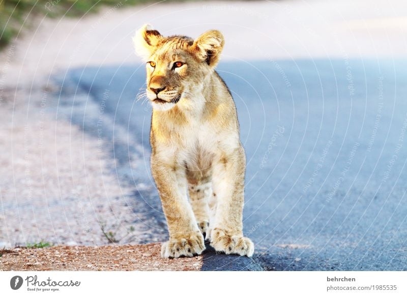 musik | katzengeschnurre Ferien & Urlaub & Reisen Tourismus Ausflug Abenteuer Ferne Freiheit Safari Südafrika Wildtier Tiergesicht Fell Pfote Löwe 1 Tierjunges