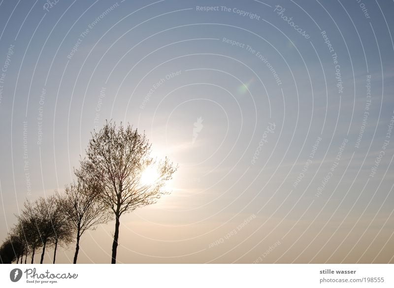 Der Frühling ist da harmonisch Sonne Umwelt Landschaft Pflanze Himmel Sonnenaufgang Sonnenuntergang Klima Baum Wege & Pfade Wachstum Frühlingsgefühle