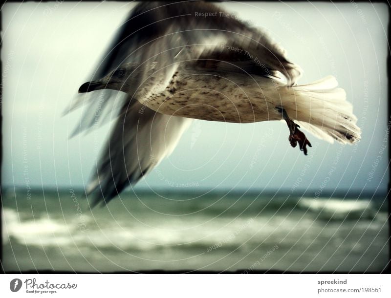 nearly Ferne Freiheit Meer Umwelt Luft Küste Ostsee Tier Wildtier Vogel Möwe 1 fliegen ästhetisch elegant frei wild Kraft Sehnsucht Fernweh Bewegung Leben Stolz