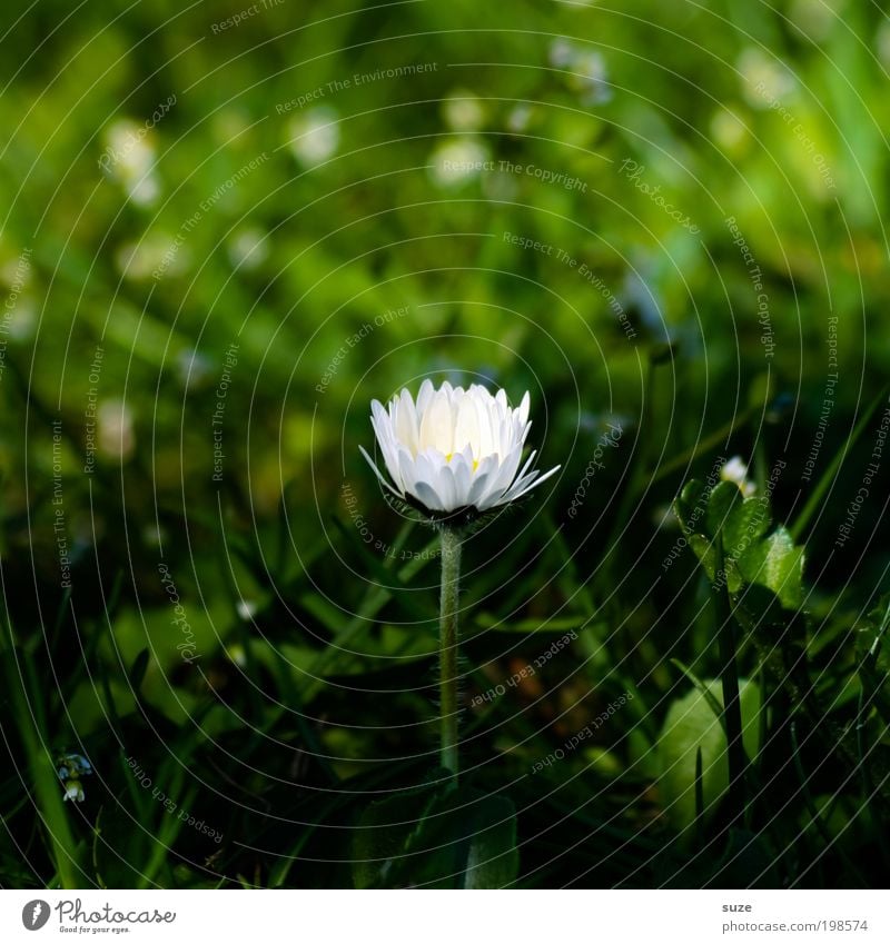 Alleinstellungsmerkmal Glück Duft Umwelt Natur Pflanze Frühling Blume Gras Blüte Wiese ästhetisch frisch natürlich grün Gefühle Einsamkeit rein Gänseblümchen