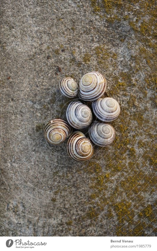 Siedler Tier Tiergruppe Tierfamilie Vertrauen Sicherheit Schutz Geborgenheit Einigkeit Zusammensein Schnecke Schneckenhaus Kuscheln Spirale Moos Beton grün grau