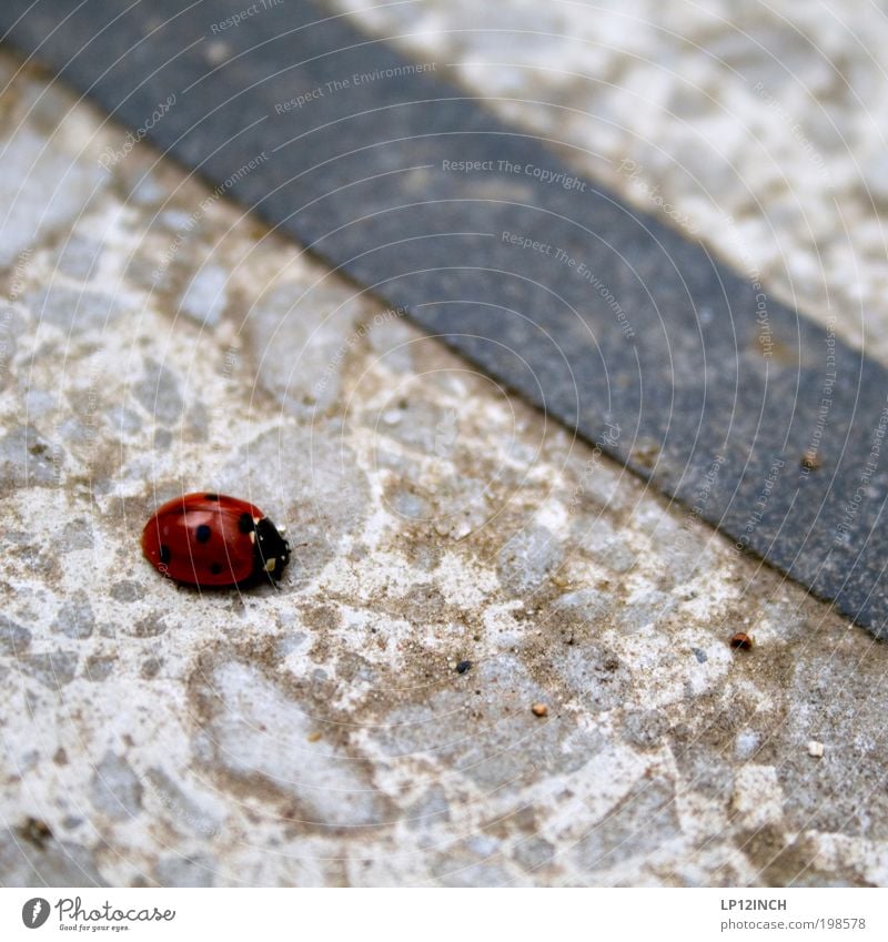 Neben der Spur Umwelt Natur Garten Park Käfer 1 Tier Stein Bewegung gehen krabbeln laufen träumen Neugier trashig rot Tierliebe Trauer Erschöpfung anstrengen