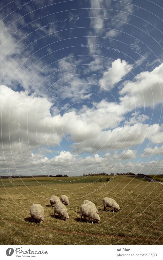 Ich kriege nie genug Schaf! Natur Landschaft Himmel Wolken Pflanze Gras Grünpflanze Nutzpflanze Park Wiese Feld Hügel Tier Nutztier Schafherde Fressen Wolle