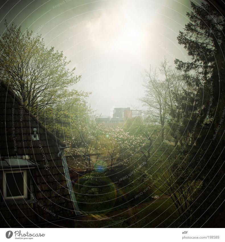 window Umwelt Natur Baum Rendsburg Kleinstadt Park Gebäude Garten leuchten Wachstum grün Zufriedenheit Lebensfreude Frühlingsgefühle Freude Leichtigkeit