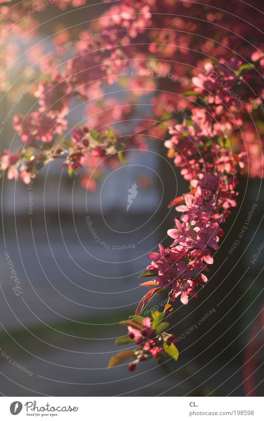 frühlingssonne Natur Sonne Sonnenlicht Frühling Schönes Wetter Baum Blatt Blüte Blühend leuchten Duft frisch natürlich schön Wärme rosa Frühlingsgefühle