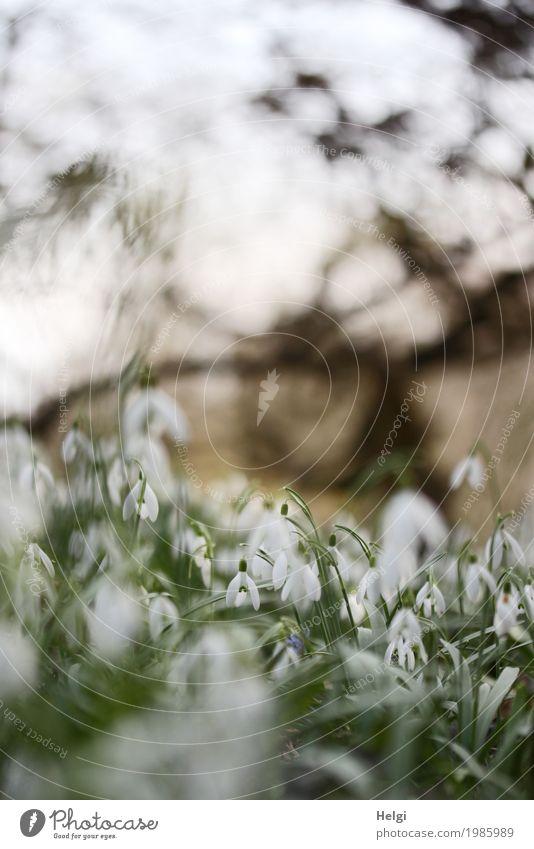 Frühling im Park Umwelt Natur Landschaft Pflanze Schönes Wetter Blume Sträucher Schneeglöckchen Blühend leuchten stehen Wachstum schön klein natürlich braun