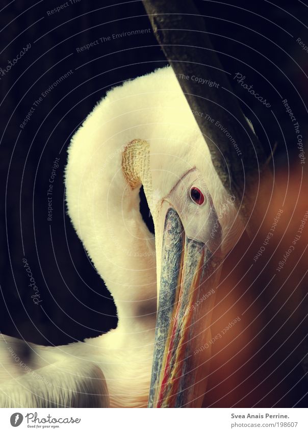 pelikan. Umwelt Natur Garten Park Tier Wildtier Zoo 1 beobachten glänzend Blick träumen Traurigkeit warten ästhetisch schön braun Gefühle Stimmung Vertrauen