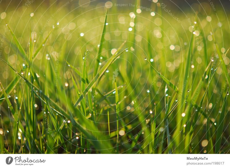 In Rosa gebadet Natur Pflanze Urelemente Wasser Wassertropfen Sonne Sonnenlicht Klima Regen Gras Garten Park fantastisch frei lustig Originalität positiv gelb