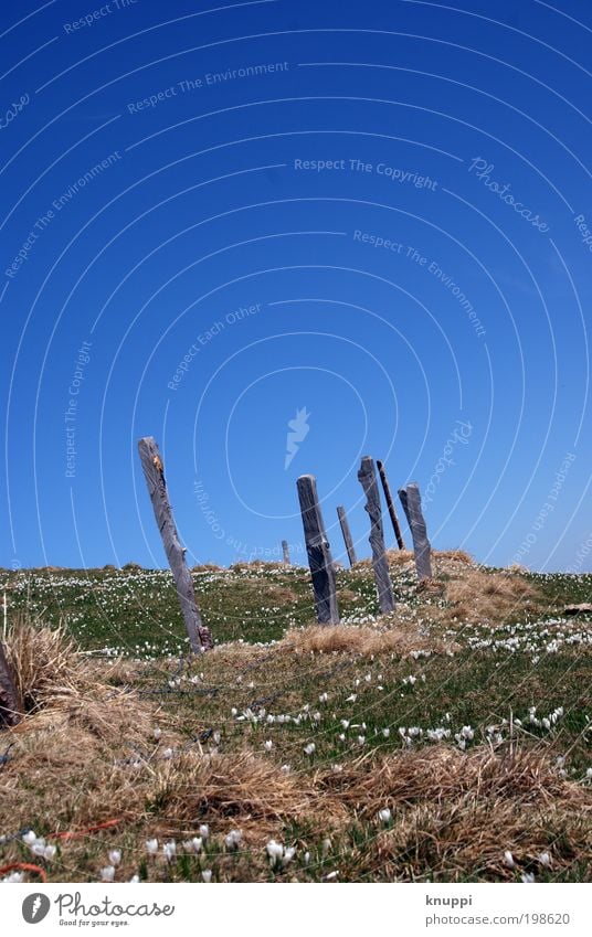 Windschief Ausflug Sommer Sommerurlaub Sonne Berge u. Gebirge Umwelt Natur Landschaft Pflanze Wolkenloser Himmel Horizont Frühling Schönes Wetter Gras Sträucher