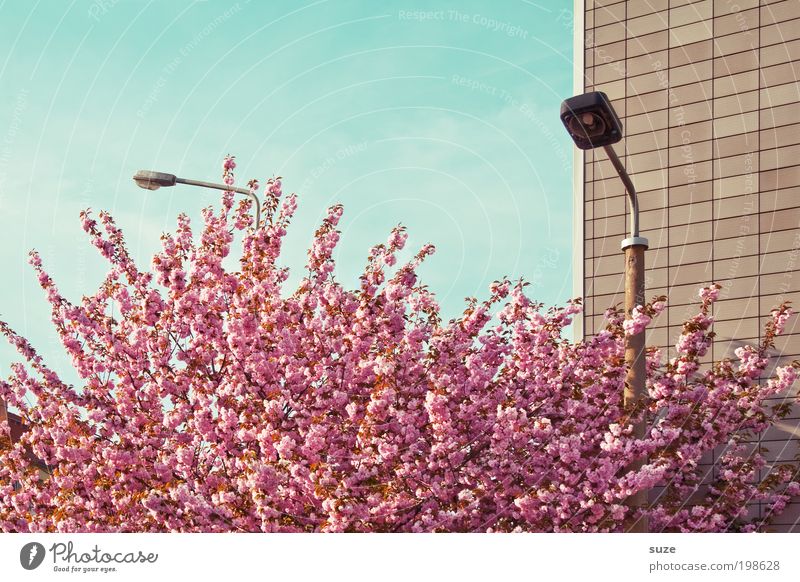 Voll im Lenz schön Ferien & Urlaub & Reisen Umwelt Natur Pflanze Himmel Frühling Schönes Wetter Baum Sträucher Blüte Fassade Blühend Wachstum ästhetisch