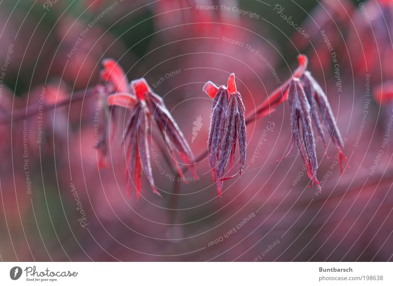 Rotlichtmilieu Garten Natur Pflanze Frühling Baum Blatt exotisch Japanischer Ahorn Blühend leuchten Wachstum schön rot Frühlingsgefühle Farbe Farbfoto