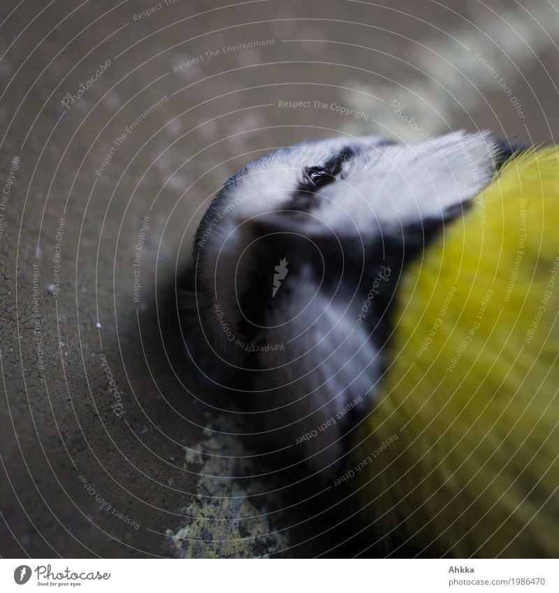 Blaumeise Auge Natur Tier Wildtier Totes Tier Vogel Tiergesicht Streifen träumen wild stagnierend Tod Umweltverschmutzung unschuldig Vergänglichkeit verlieren