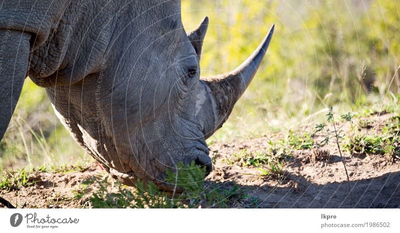 Naturschutzgebiet und wildes Nashorn Körper Haut Tourismus Safari Zoo Pflanze Tier Baum Gras Park groß stark grau schwarz weiß Tod gefährlich Afrika national