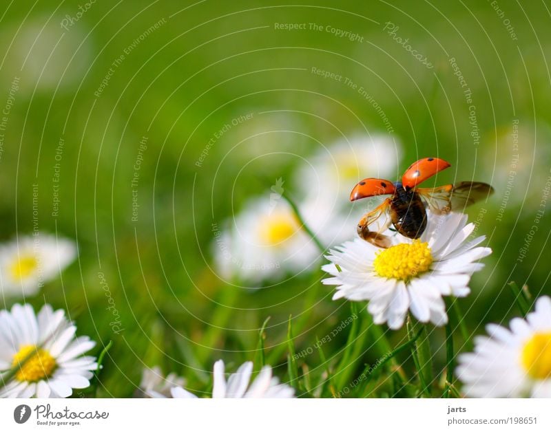 Mai Pflanze Tier Frühling Sommer Schönes Wetter Blume Gras Garten Park Wiese Wildtier Käfer 1 fliegen frei natürlich Lebensfreude Frühlingsgefühle Gelassenheit