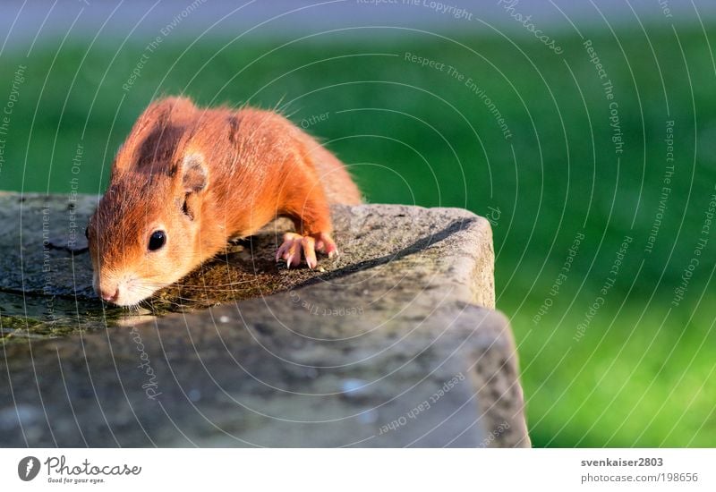 Knopfauge Natur Tier Wasser Sonnenlicht Frühling Park Wildtier Tiergesicht Fell Krallen Pfote Eichhörnchen 1 hocken liegen trinken nah niedlich braun ruhig