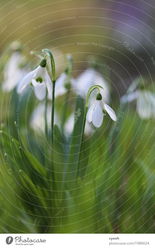 Frühlingsboten Natur Erde Blume Blüte Garten Park Wiese schön weiß Lebensfreude Frühlingsgefühle Vorfreude Duft Energie Zufriedenheit Hoffnung Idylle Kraft