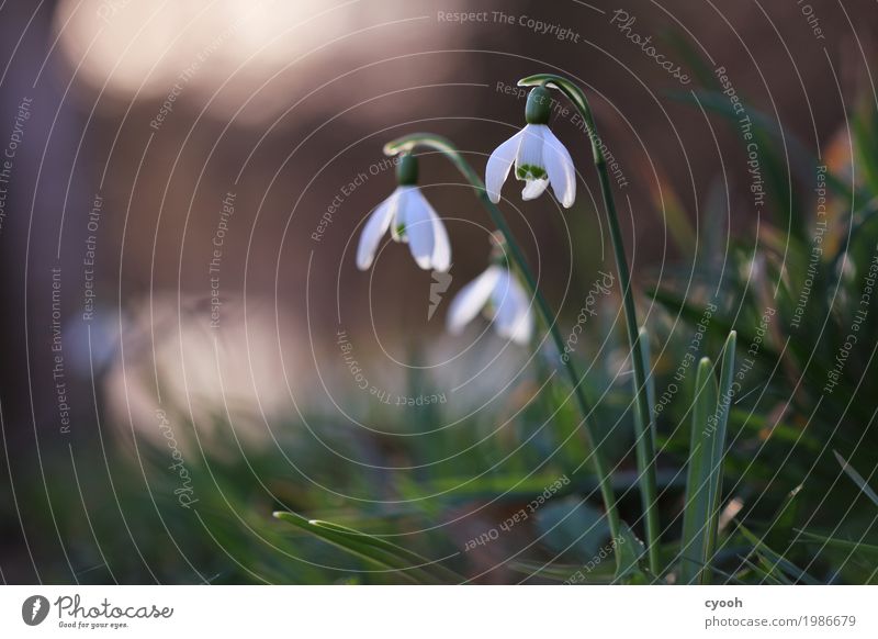 Frühlingsboten II Natur Pflanze Blume Blüte Garten Park Wiese Blühend Duft Wachstum frisch weiß Lebensfreude Frühlingsgefühle Vorfreude Beginn Energie Frieden