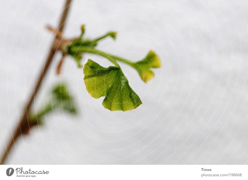 Ginkgo Umwelt Natur Pflanze Frühling Blatt Nutzpflanze natürlich grün Umweltschutz Wachstum Ginkgoblatt wachsen Fächer fächerförmig Leben Zierpflanze Trieb