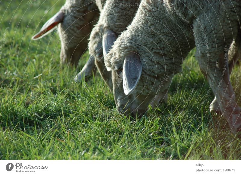 Rasenmäherfraktion rasenmähen Natur Wiese Feld Nutztier Schaf Herde Fressen Team Teamwork Wolle Gras grün Kopf Ernährung Farbfoto Außenaufnahme Dämmerung Aktion