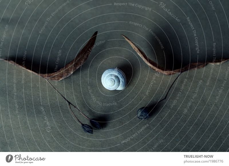 Vom Inneren Licht Miniatur Installation Pflanze Tier Lindenblüten Zeichen Spirale Blütenblatt Samen alt träumen Traurigkeit natürlich braun grau weiß achtsam