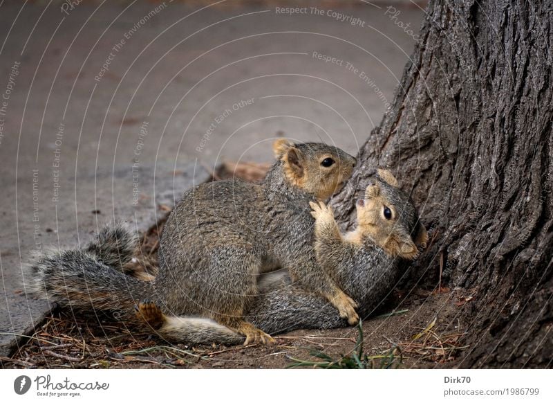 Liebe, Kampf, Spiel, Balz - was auch immer. Freude Ringen Baum Baumstamm Baumrinde Garten Park Wege & Pfade Wildtier Eichhörnchen Nagetiere 2 Tier Tierpaar