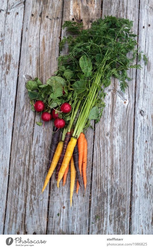 Organische rote Radieschen und Karotten Lebensmittel Gemüse Ernährung Essen Bioprodukte Vegetarische Ernährung Diät Gesundheit Gesunde Ernährung Pflanze