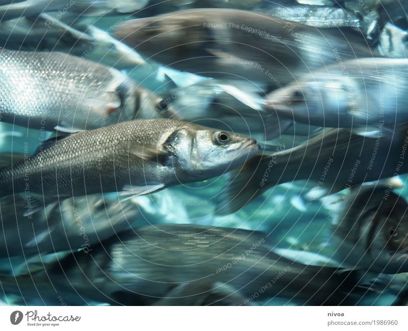 durcheinander Fisch Angeln Ferien & Urlaub & Reisen Ausflug Loro Parque Umwelt Klima Wellen Seeufer Meer Bach Teneriffa Tier Nutztier Wildtier Schuppen Zoo