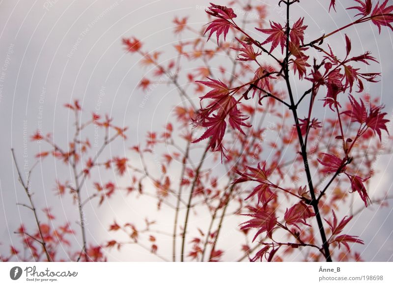 Neulich im botanischen Garten Umwelt Natur Landschaft Pflanze Luft Frühling Sträucher Blatt Blühend Wachstum ästhetisch frei Freundlichkeit blau grau rosa